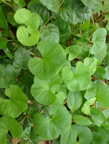 Centella Extract, Centella Extract in Ahmedabad, India