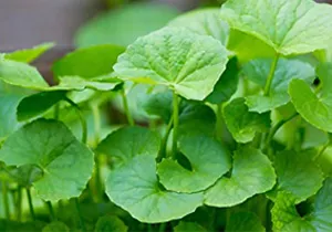 centella extract in india